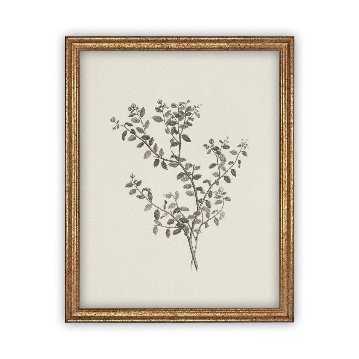 Vintage Framed Canvas Art Botanical Sketch #BOT-118