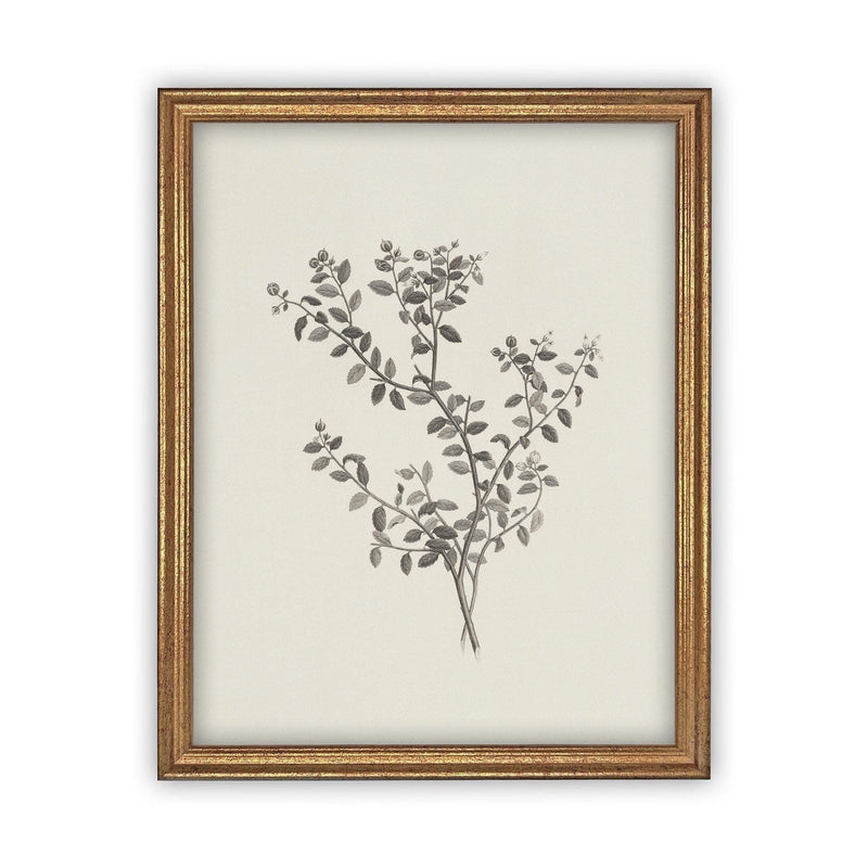 Vintage Framed Canvas Art Botanical Sketch #BOT-118
