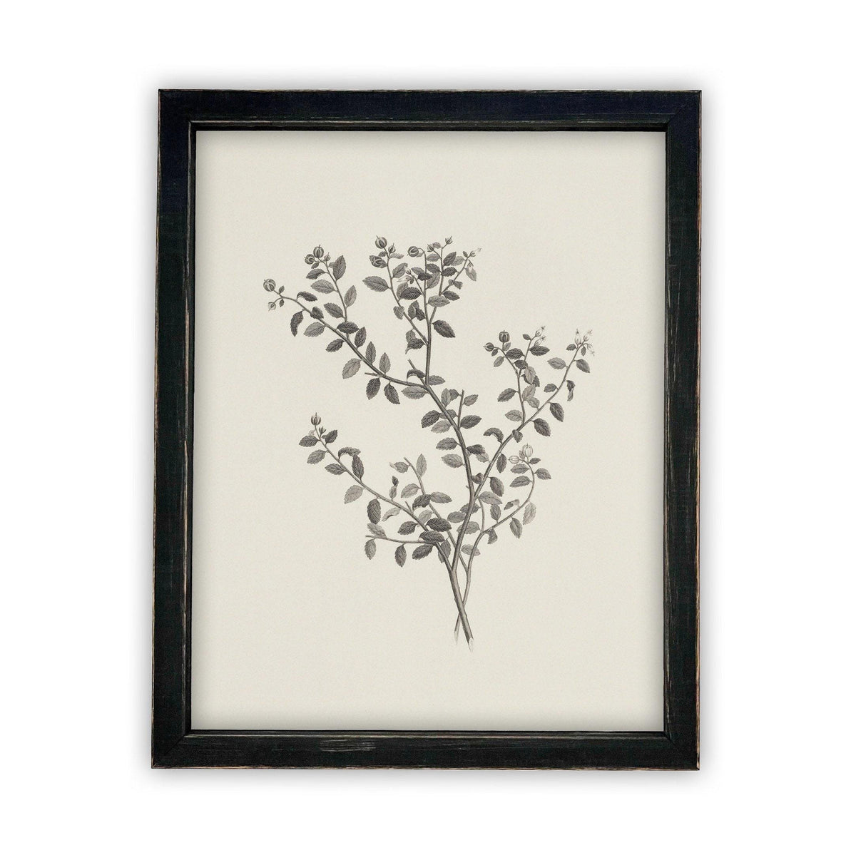 Vintage Framed Canvas Art Botanical Sketch #BOT-118