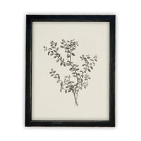 Vintage Framed Canvas Art Botanical Sketch #BOT-118