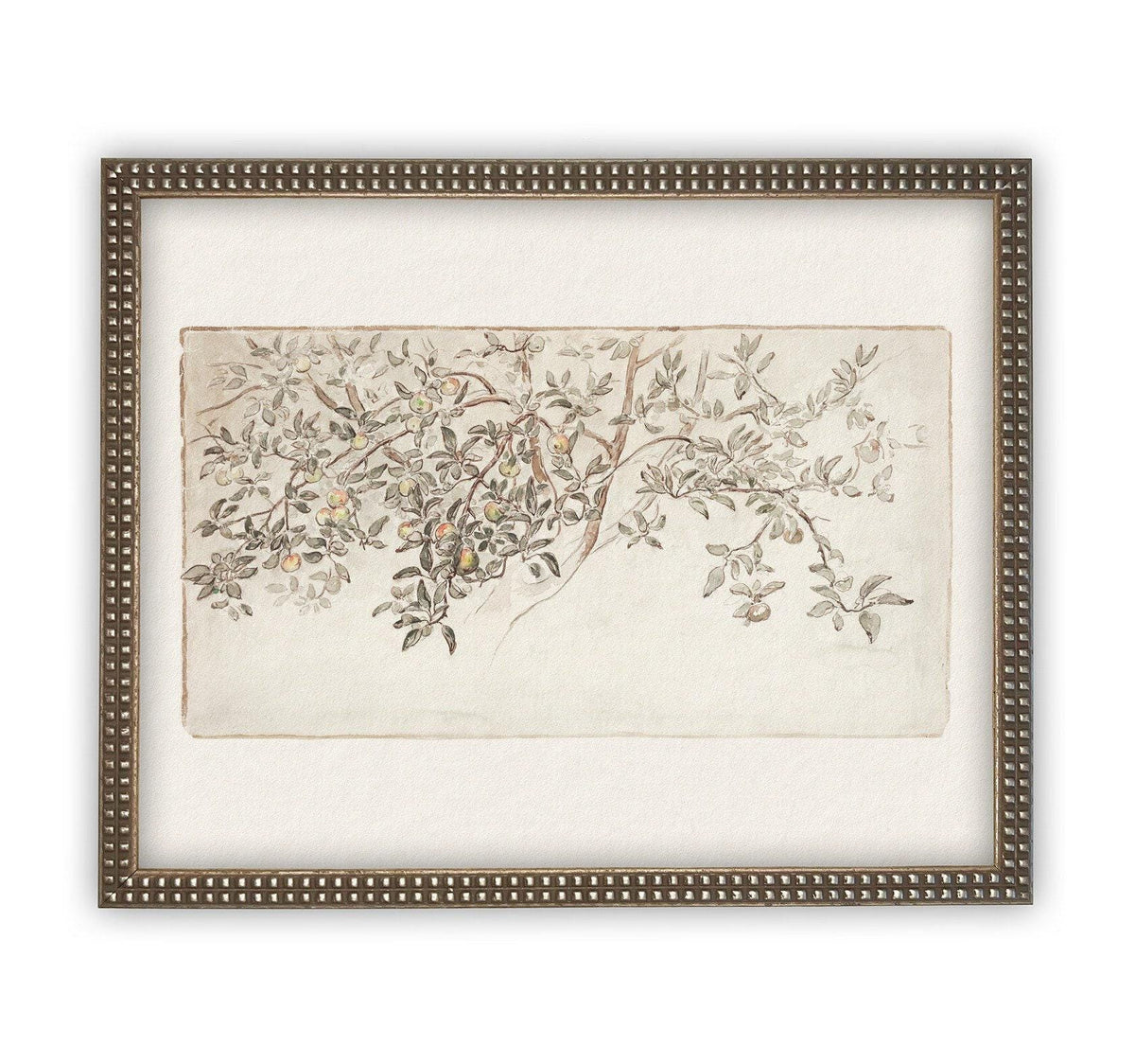 Framed Citrus Tree Sketch #BOT-111