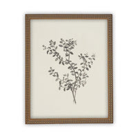 Vintage Framed Canvas Art Botanical Sketch #BOT-118