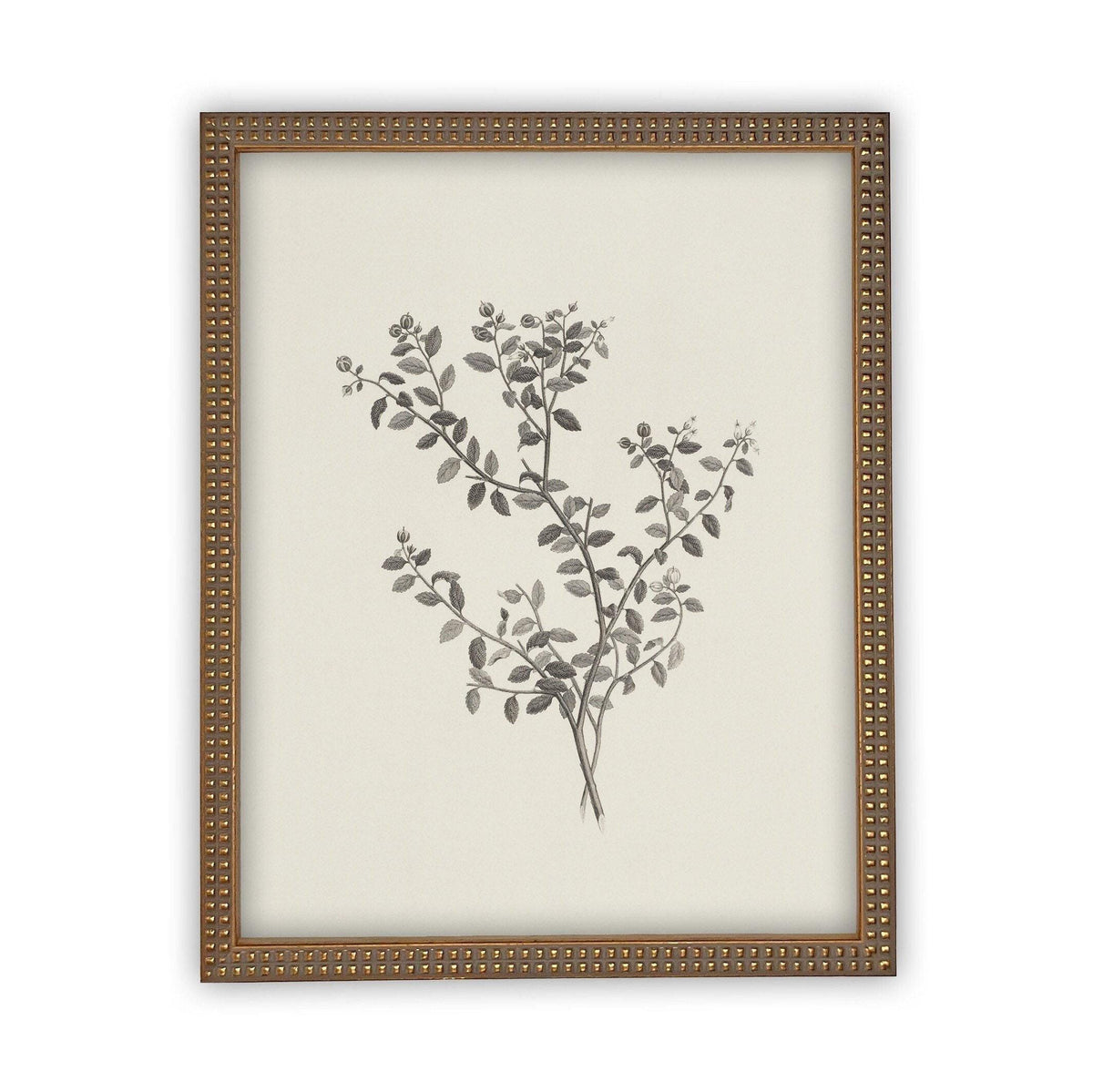 Vintage Framed Canvas Art Botanical Sketch #BOT-118