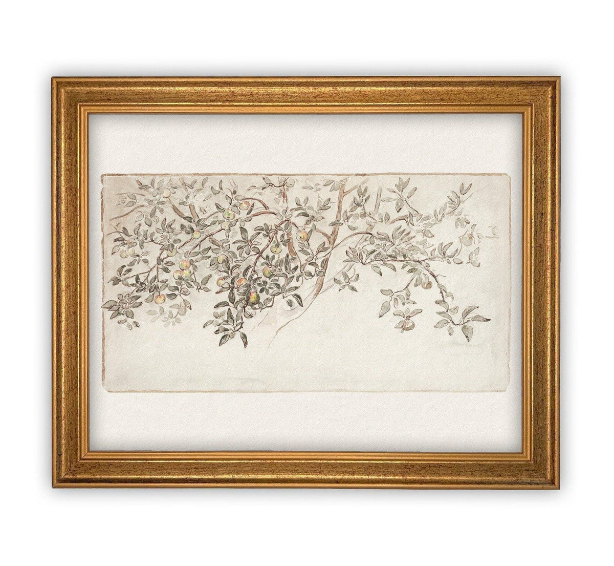Framed Citrus Tree Sketch #BOT-111