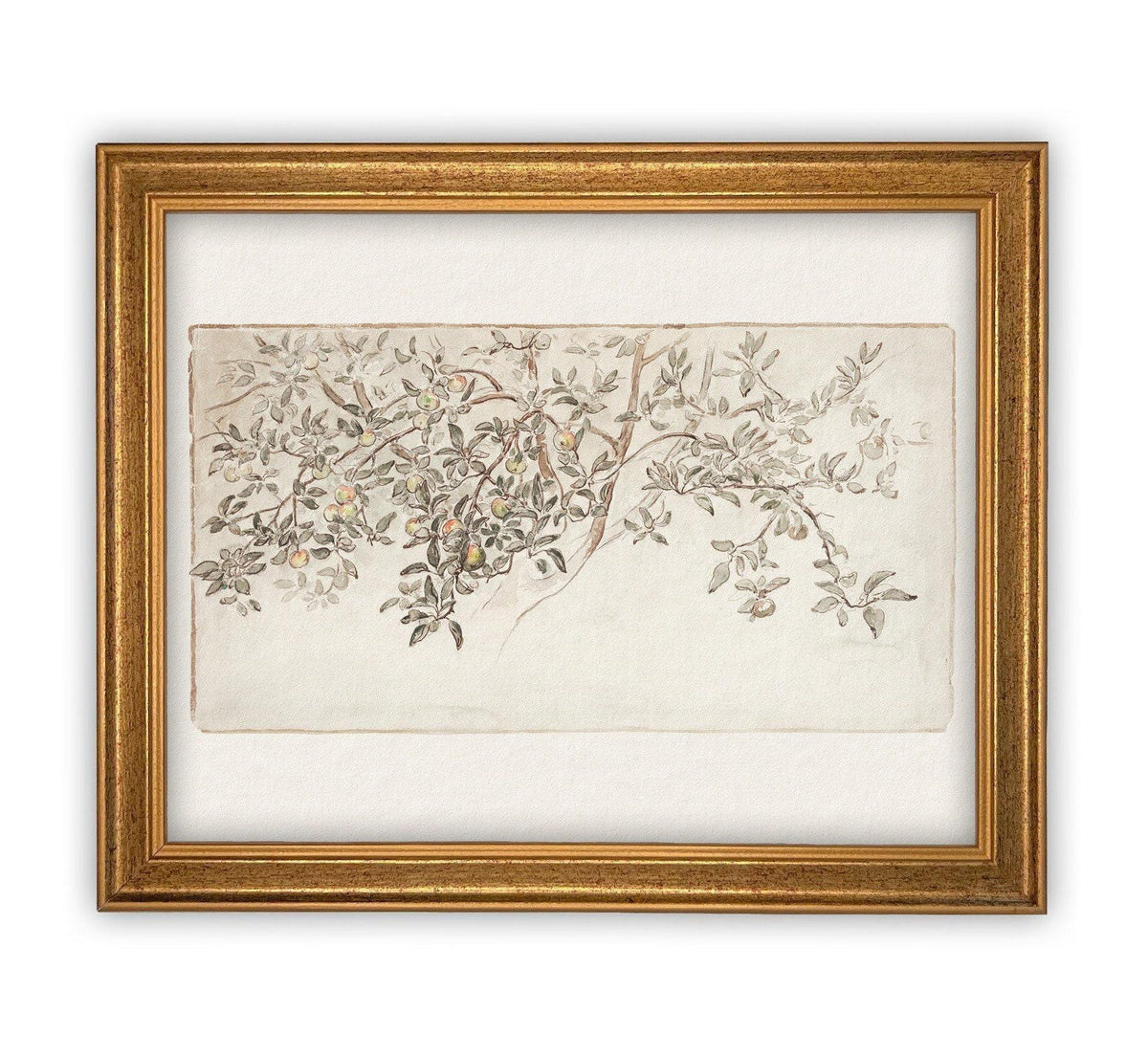 READY to SHIP 24X36 Framed Vintage Citrus Tree Print: Botanical Sketch Canvas Art