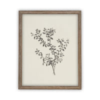 Vintage Framed Canvas Art Botanical Sketch #BOT-118