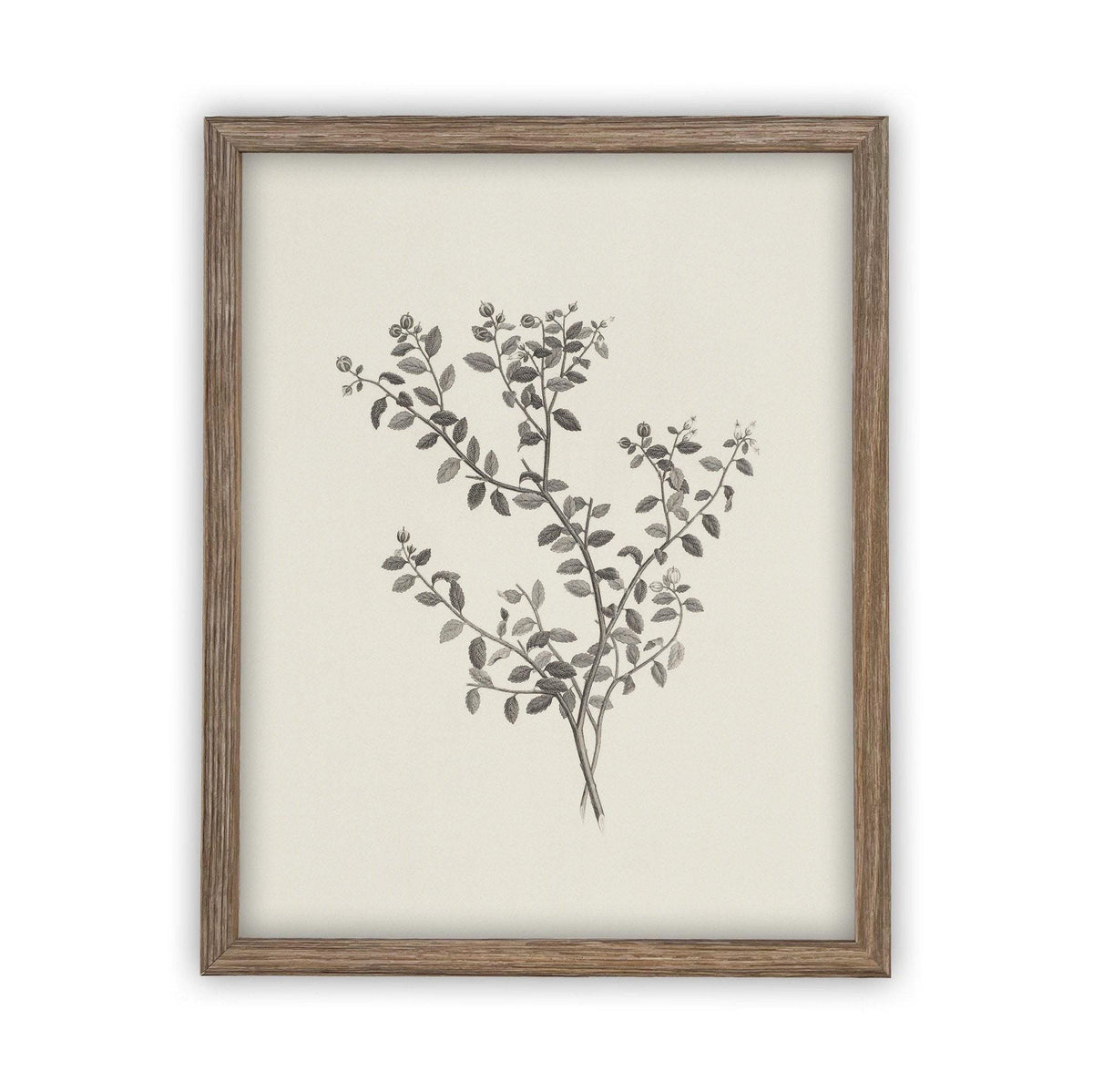 Vintage Framed Canvas Art Botanical Sketch #BOT-118