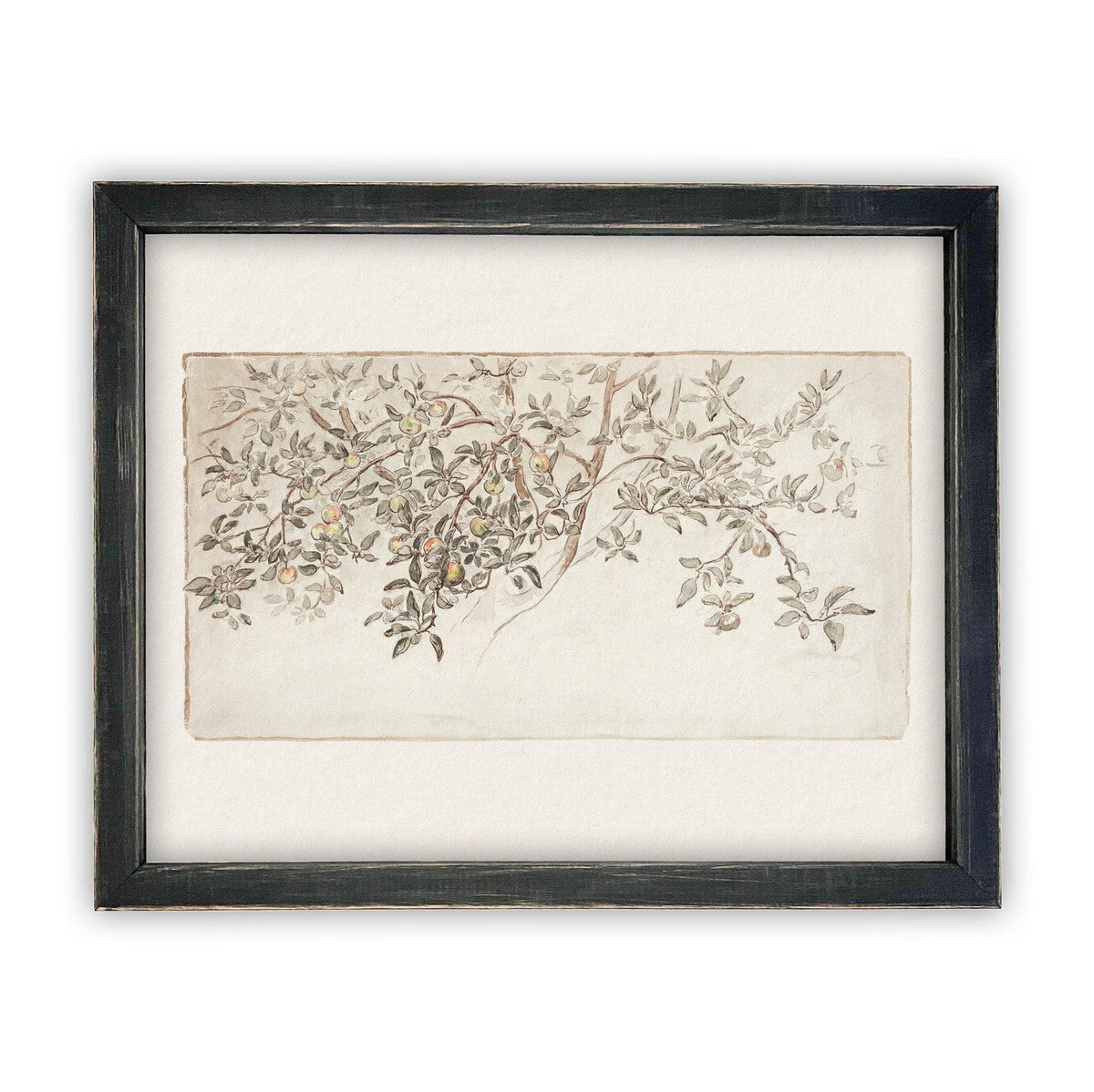 Framed Citrus Tree Sketch #BOT-111