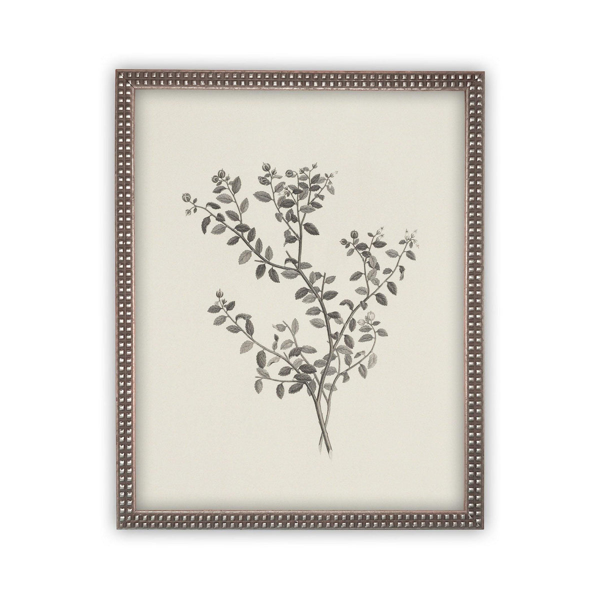 Vintage Framed Canvas Art Botanical Sketch #BOT-118