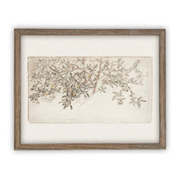 Framed Citrus Tree Sketch #BOT-111
