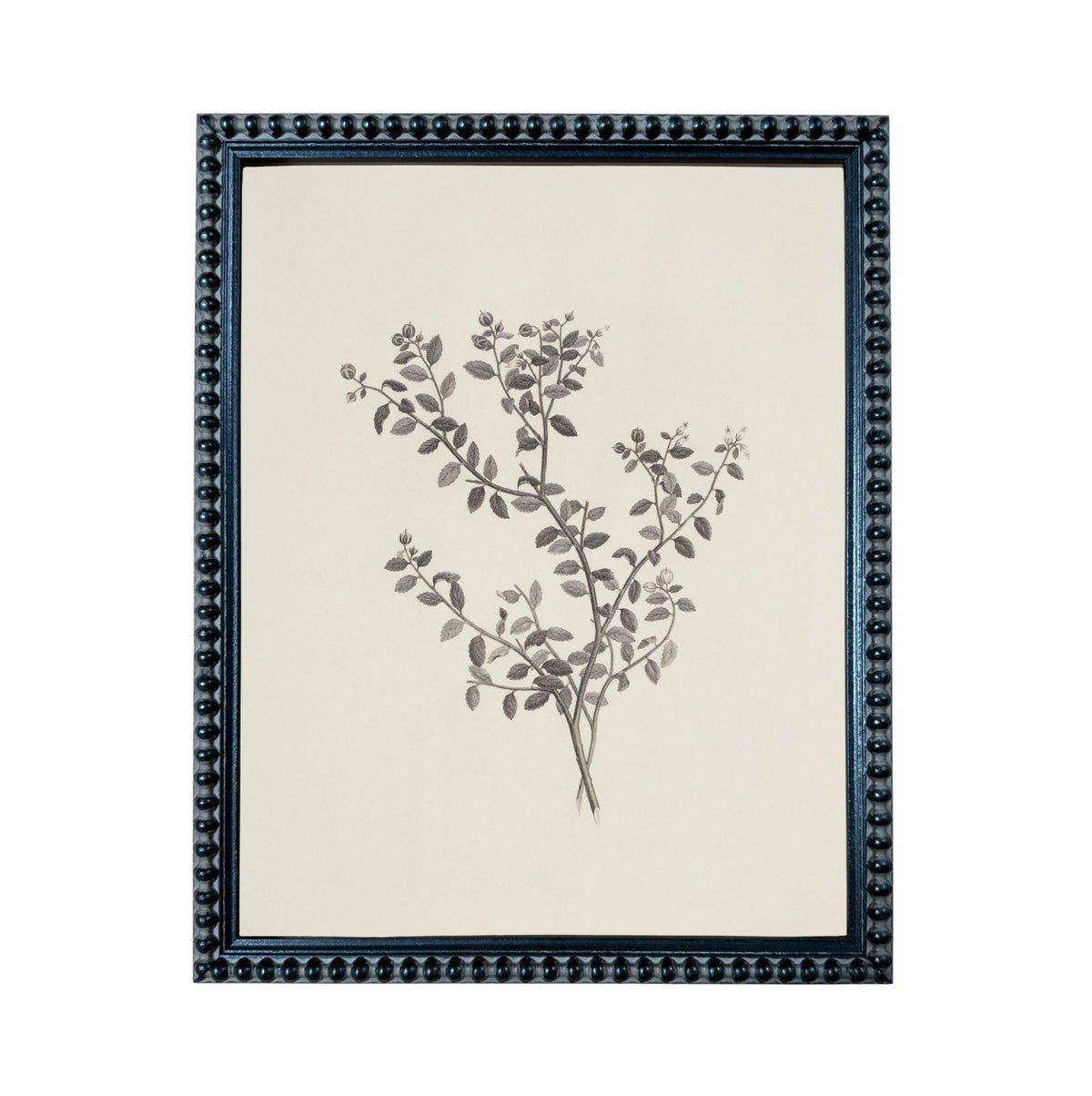 A framed black and white illustration of a plant with leaves and branches.