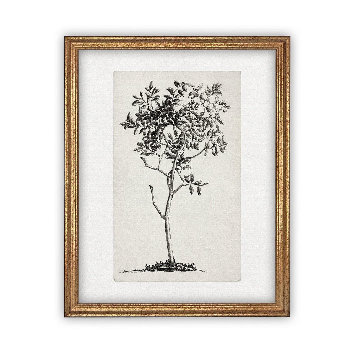 Framed Canvas Art #BOT-124