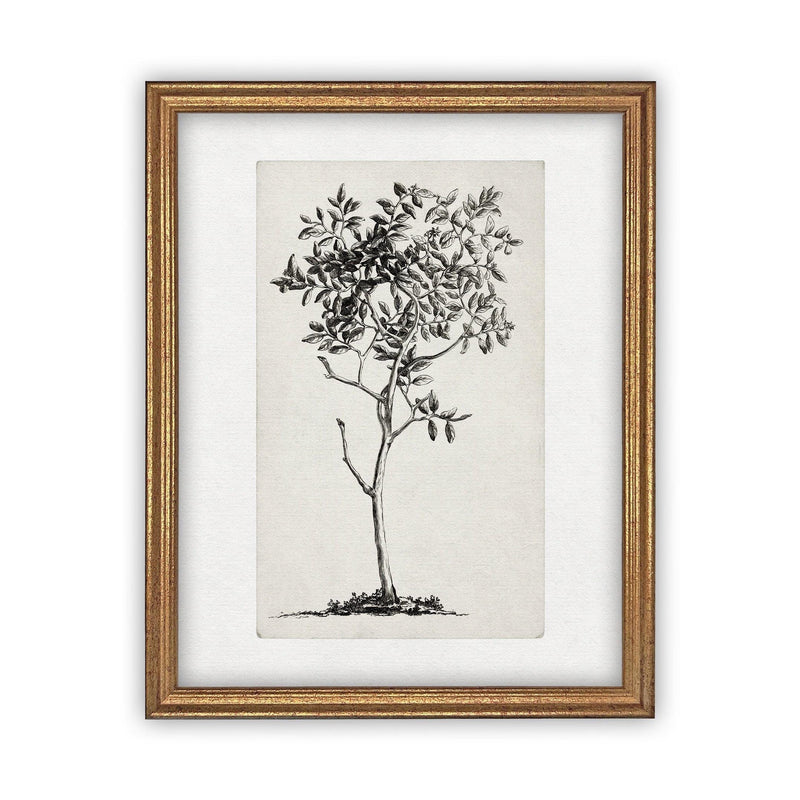 Framed Canvas Art #BOT-124