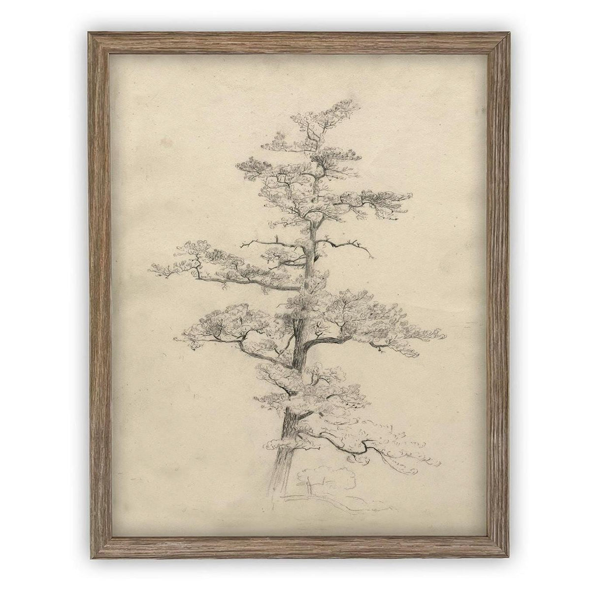 READY to SHIP 16X20 Framed Vintage Botanical Canvas Print: Neutral Minimalist Tree Sketch