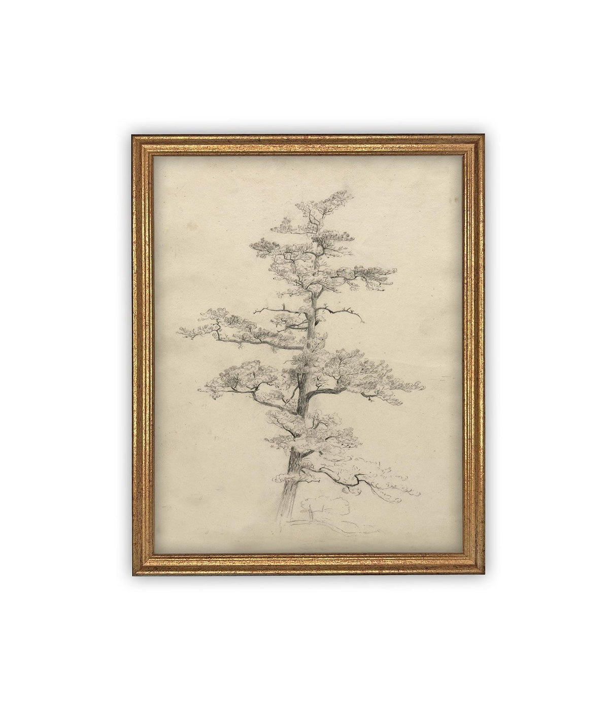 READY to SHIP 16X20 Framed Vintage Botanical Canvas Print: Neutral Minimalist Tree Sketch
