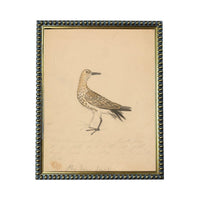 The image is a framed drawing of a bird, likely a seagull, with a detailed and realistic depiction of its features and posture.