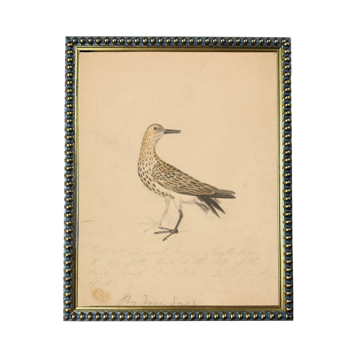 The image is a framed drawing of a bird, likely a seagull, with a detailed and realistic depiction of its features and posture.