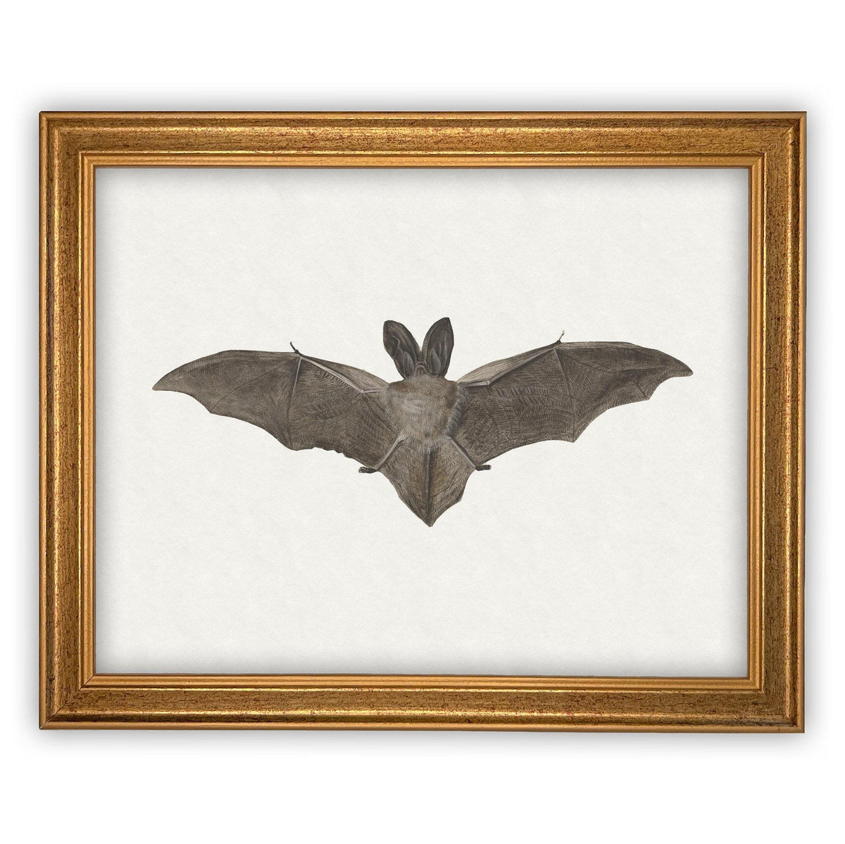 Vintage Framed Canvas Art Bat #H-101