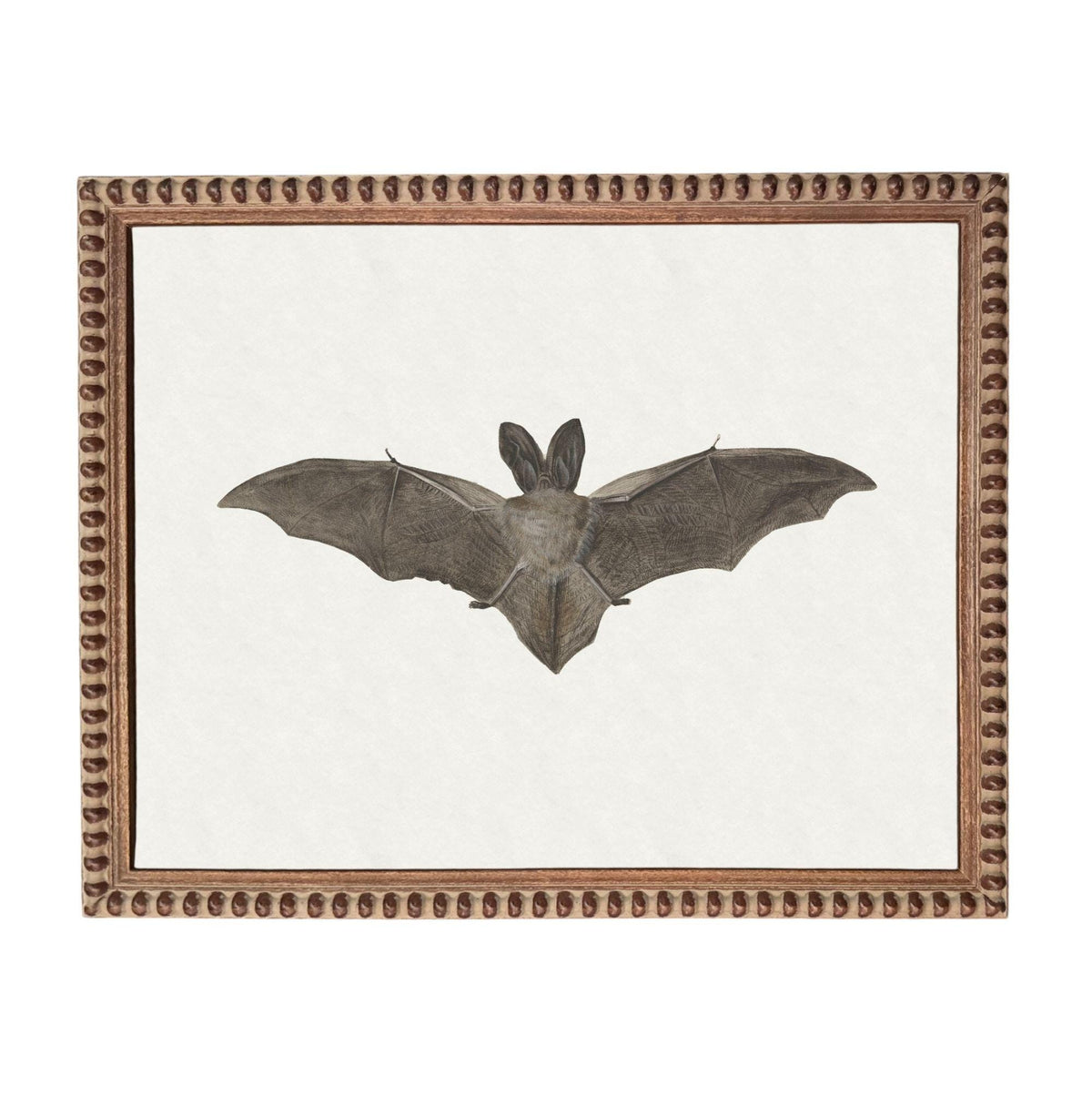 a bat with its wings spread wide, captured in a framed artwork.