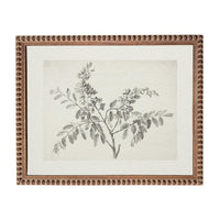 a framed botanical illustration of a plant with leaves and flowers.