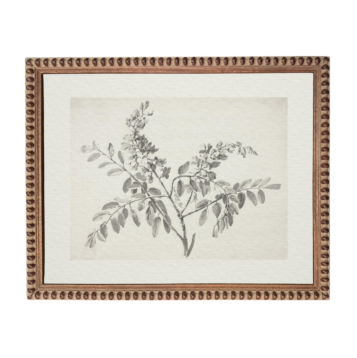 a framed botanical illustration of a plant with leaves and flowers.