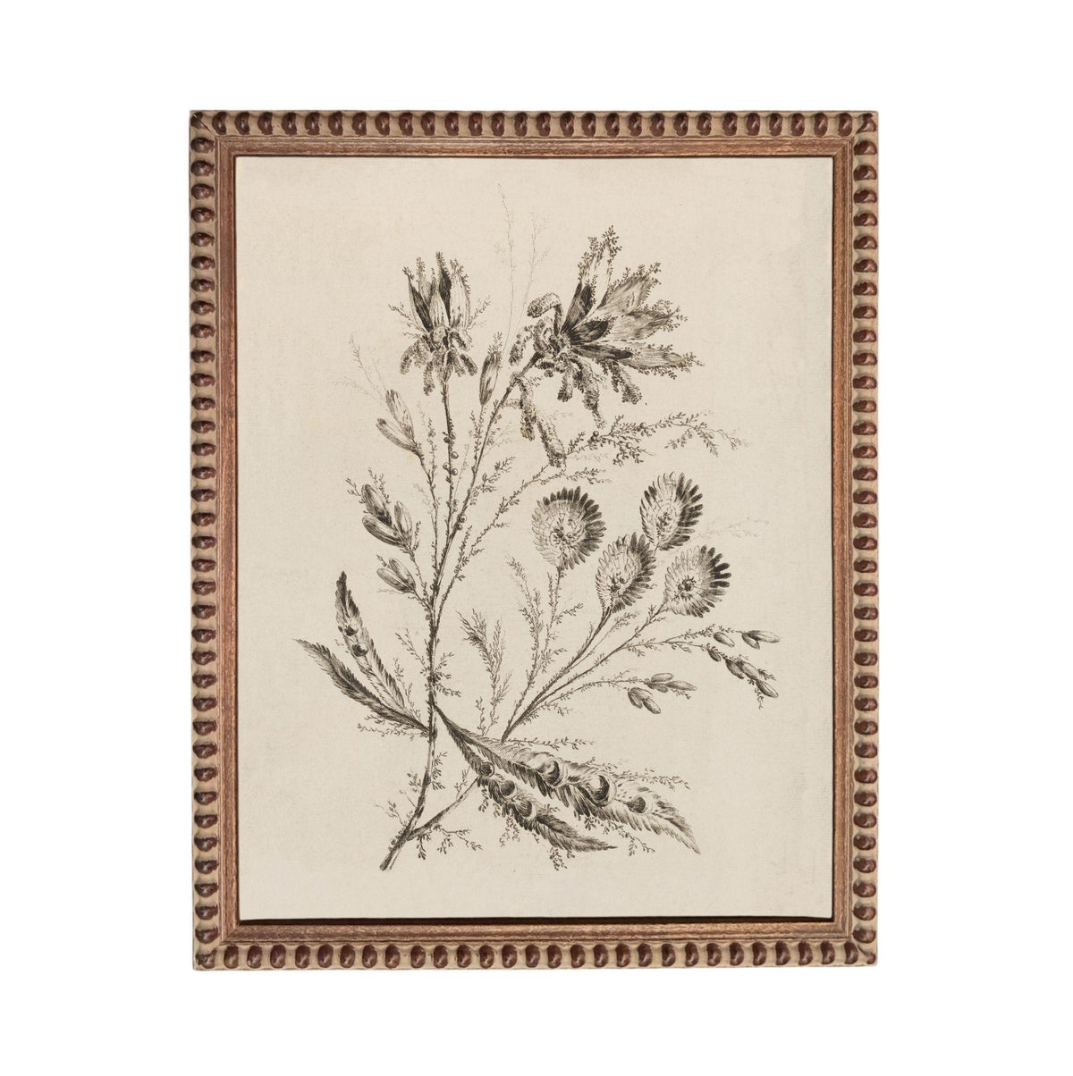 The image is a framed print depicting a detailed botanical illustration of a plant with various flowers and leaves.