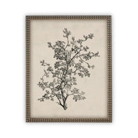READY to SHIP 8X10 Framed Botanical Sketch Print: Vintage Farmhouse Canvas Art