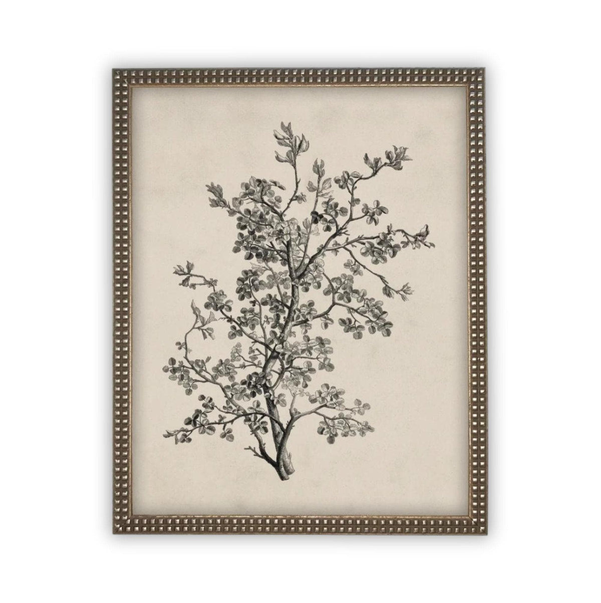 READY to SHIP 8X10 Framed Botanical Sketch Print: Vintage Farmhouse Canvas Art