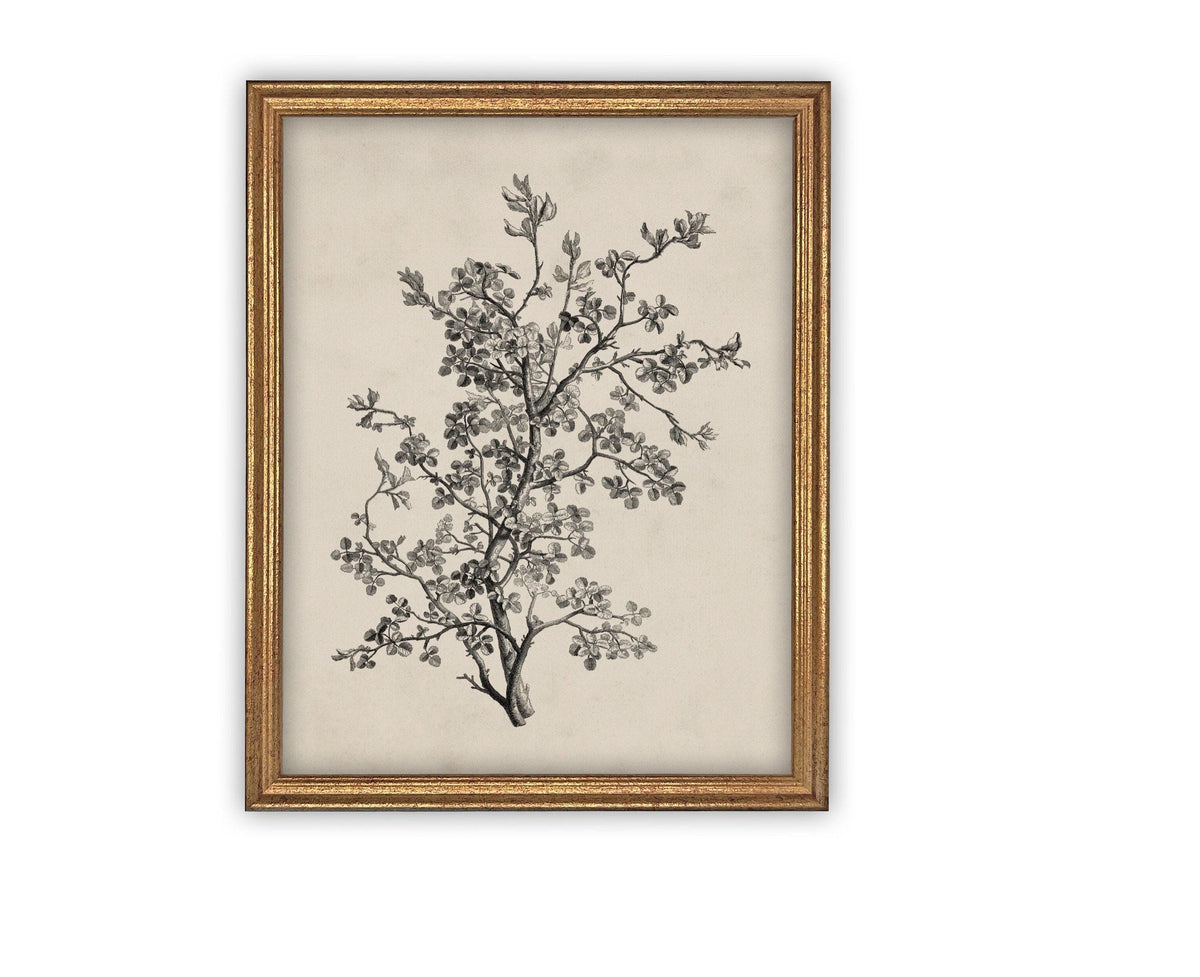 READY to SHIP 8X10 Framed Botanical Sketch Print: Vintage Farmhouse Canvas Art