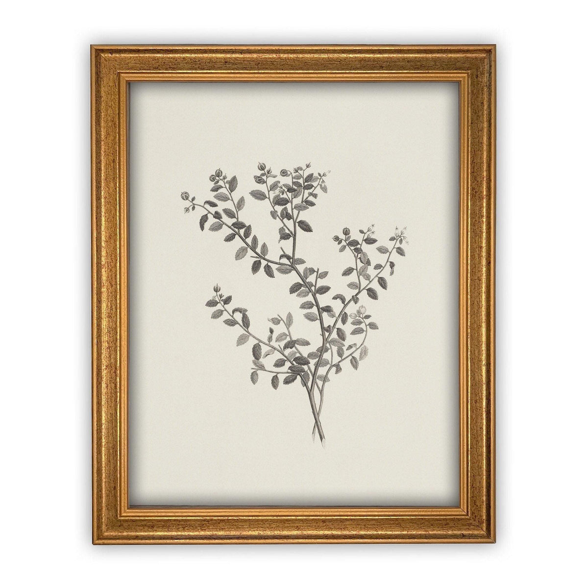 Vintage Framed Canvas Art Botanical Sketch #BOT-118