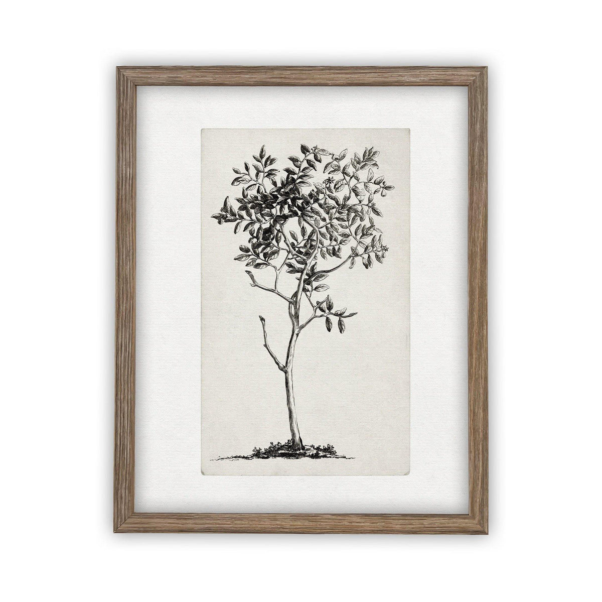 Framed Canvas Art #BOT-124