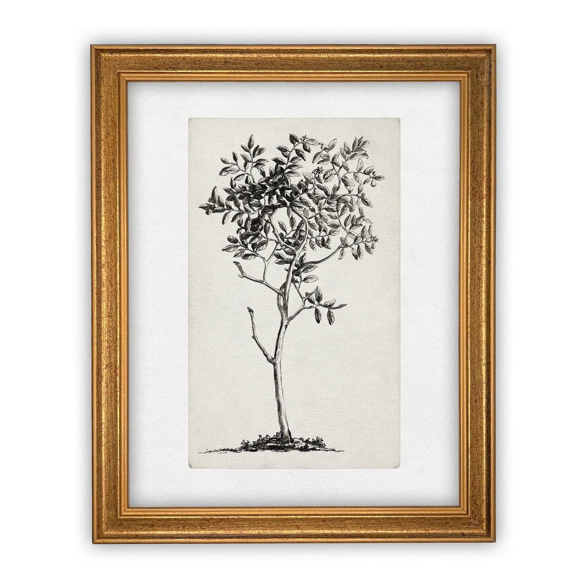 Framed Canvas Art #BOT-124