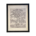 Vintage Framed Canvas Art  // Framed Vintage Print // Vintage Painting // Black White Tree Sketch // Farmhouse print //#BOT-121