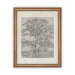 Vintage Framed Canvas Art  // Framed Vintage Print // Vintage Painting // Black White Tree Sketch // Farmhouse print //#BOT-121