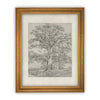 Vintage Framed Canvas Art  // Framed Vintage Print // Vintage Painting // Black White Tree Sketch // Farmhouse print //#BOT-121