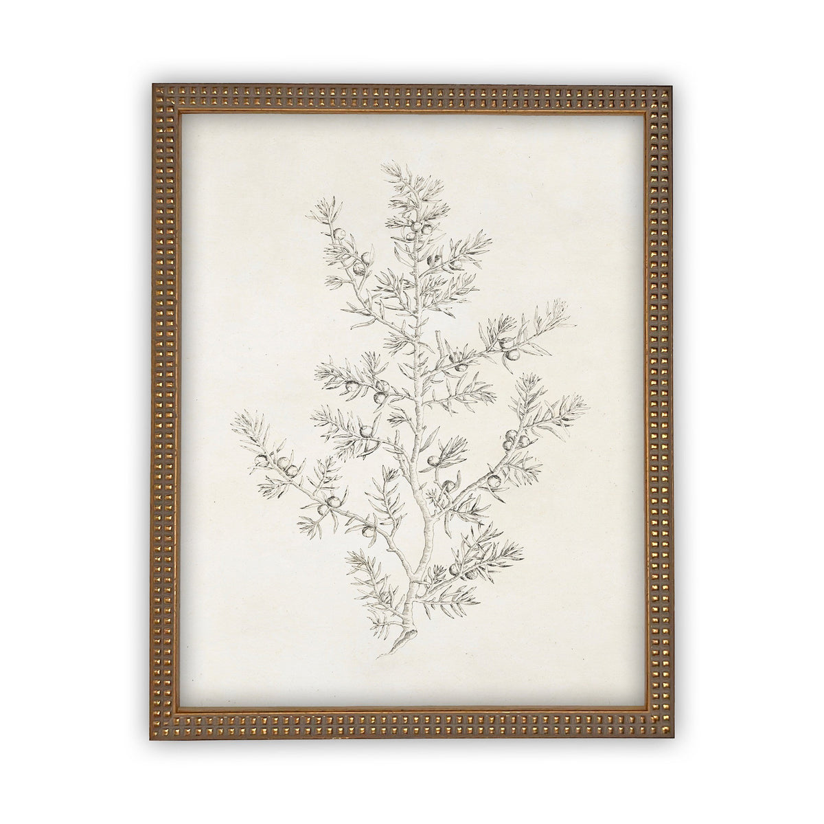 Vintage Framed Canvas Art  // Framed Vintage Print // Vintage Painting // Botanical Sketch // Winter Pine botanical print //#CH-308