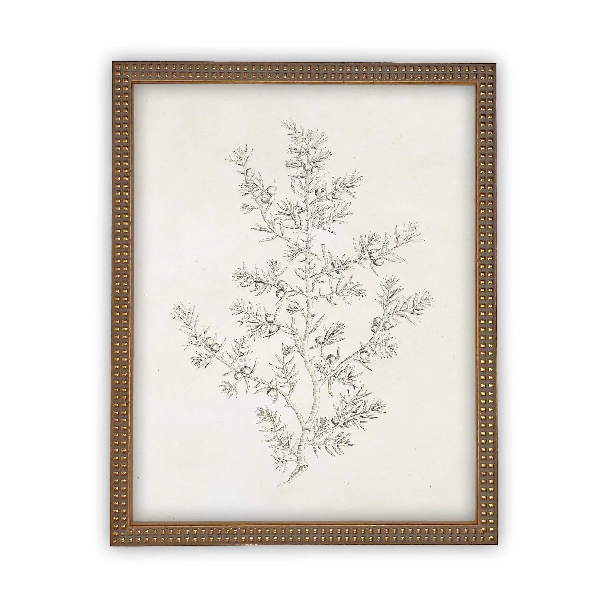 Vintage Framed Canvas Art  // Framed Vintage Print // Vintage Painting // Botanical Sketch // Winter Pine botanical print //#CH-308