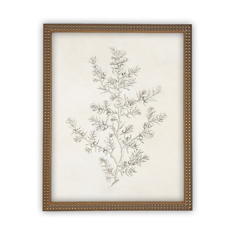 Vintage Framed Canvas Art  // Framed Vintage Print // Vintage Painting // Botanical Sketch // Winter Pine botanical print //#CH-308