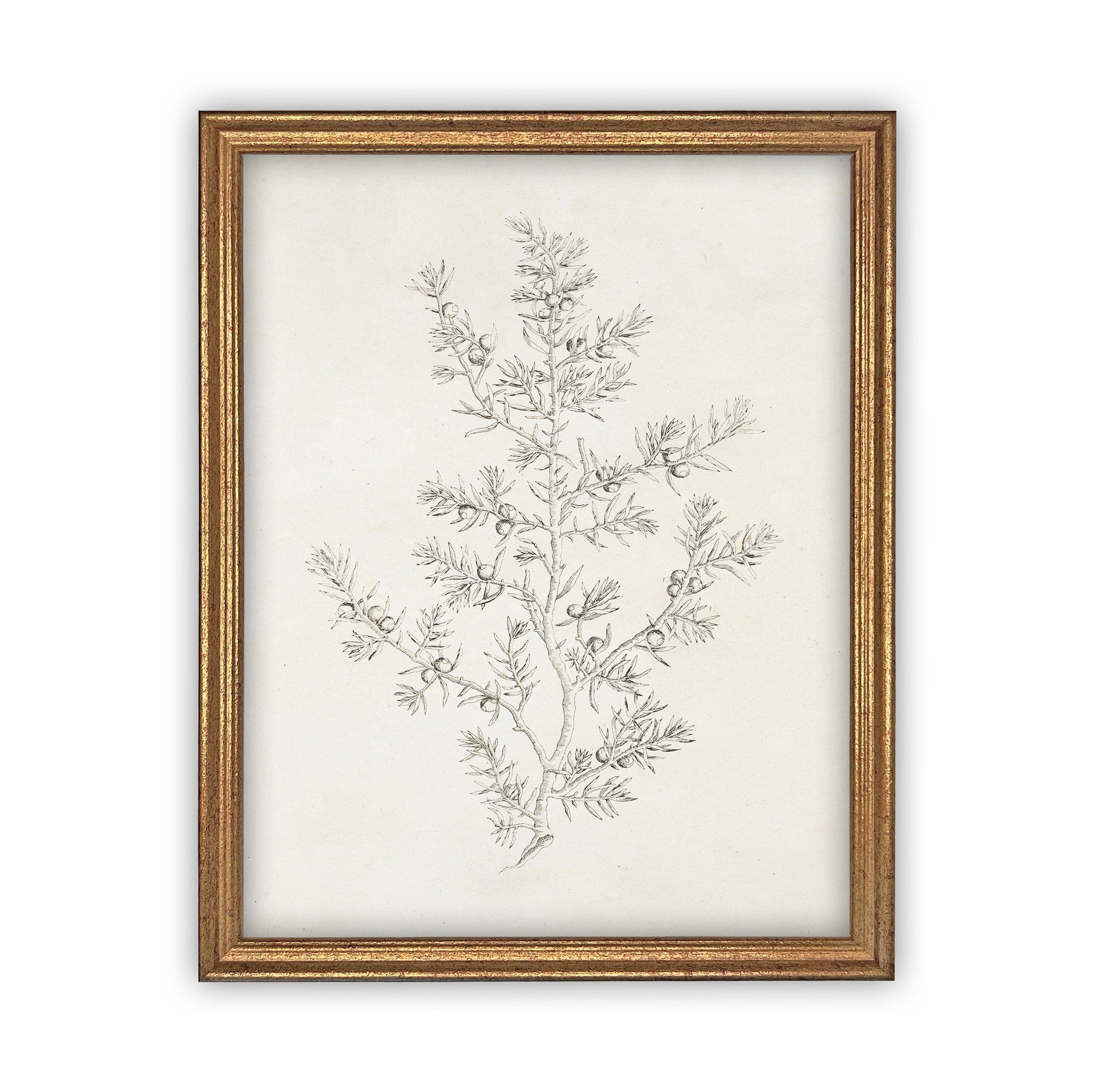 Vintage Framed Canvas Art  // Framed Vintage Print // Vintage Painting // Botanical Sketch // Winter Pine botanical print //#CH-308