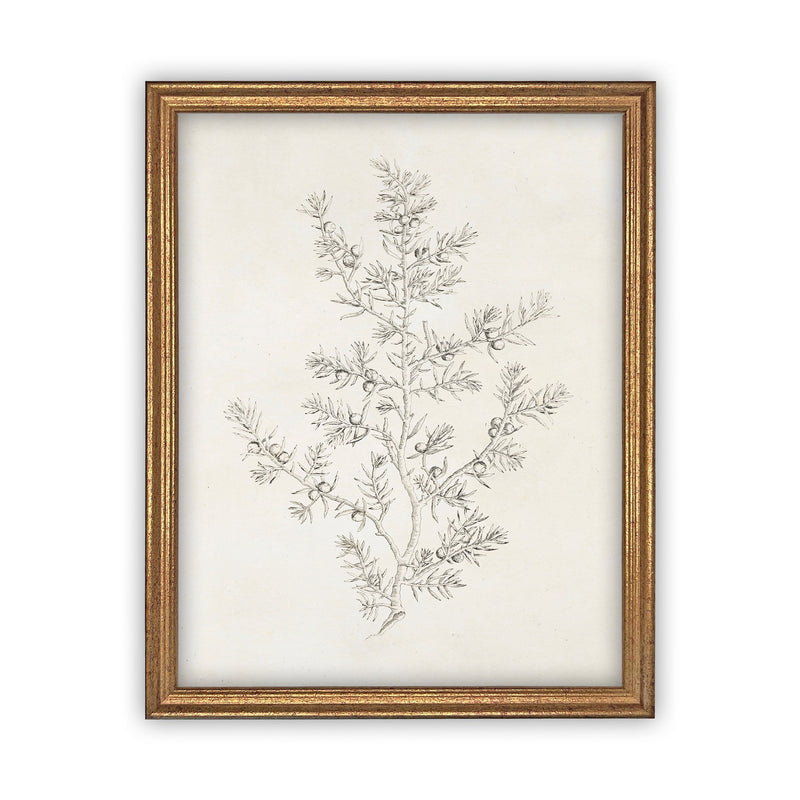 Vintage Framed Canvas Art  // Framed Vintage Print // Vintage Painting // Botanical Sketch // Winter Pine botanical print //#CH-308