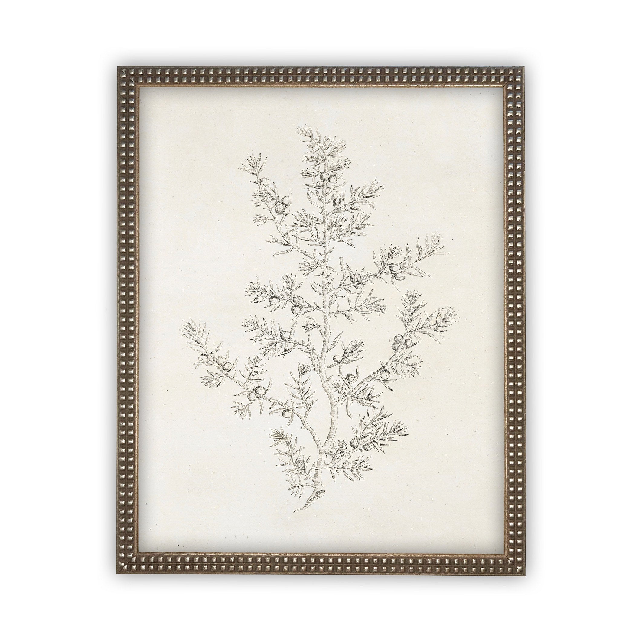 Vintage Framed Canvas Art  // Framed Vintage Print // Vintage Painting // Botanical Sketch // Winter Pine botanical print //#CH-308