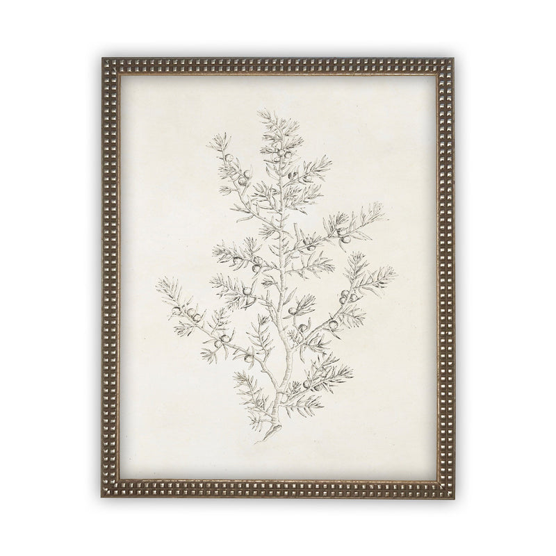 Vintage Framed Canvas Art  // Framed Vintage Print // Vintage Painting // Botanical Sketch // Winter Pine botanical print //#CH-308