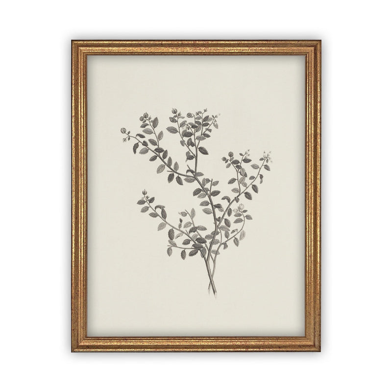 Vintage Framed Canvas Art  // Framed Vintage Print // Vintage Painting // Botanical Sketch // Farmhouse print //#BOT-118