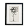 Vintage Framed Canvas Art  // Framed Vintage Print // Vintage Painting // Black White Tree Sketch // Farmhouse print //#BOT-124