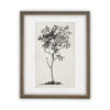 Vintage Framed Canvas Art  // Framed Vintage Print // Vintage Painting // Black White Tree Sketch // Farmhouse print //#BOT-124