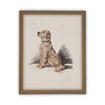 Vintage Framed Canvas Art // Framed Vintage Print // Golden Retriever Drawing Sketch// Vintage Dog Art// Boys Room or Nursery print //#A-107