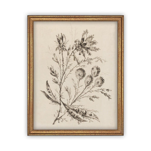 Vintage Framed Canvas Art  // Framed Vintage Print // Vintage Painting // Botanical Floral Sketch // Farmhouse print  //#BOT-115