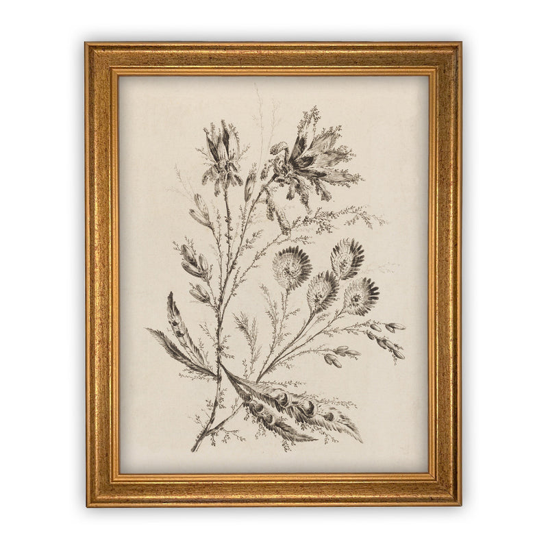 Vintage Framed Canvas Art  // Framed Vintage Print // Vintage Painting // Botanical Floral Sketch // Farmhouse print  //#BOT-115