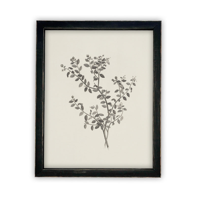 Vintage Framed Canvas Art  // Framed Vintage Print // Vintage Painting // Botanical Sketch // Farmhouse print //#BOT-118