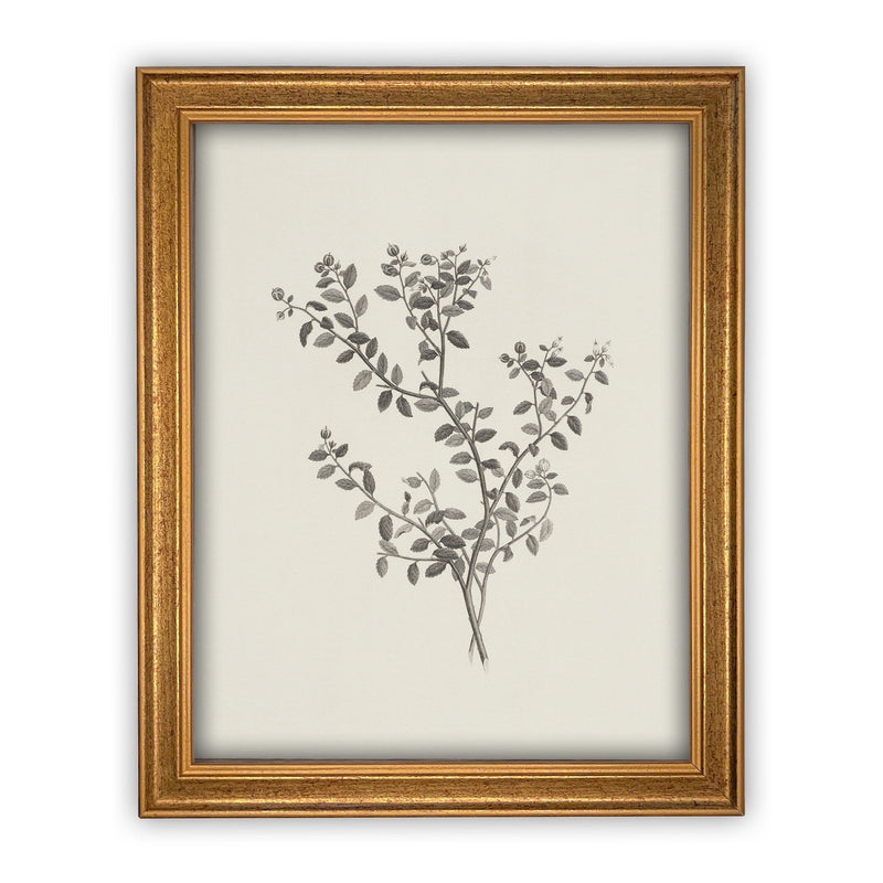 Vintage Framed Canvas Art  // Framed Vintage Print // Vintage Painting // Botanical Sketch // Farmhouse print //#BOT-118